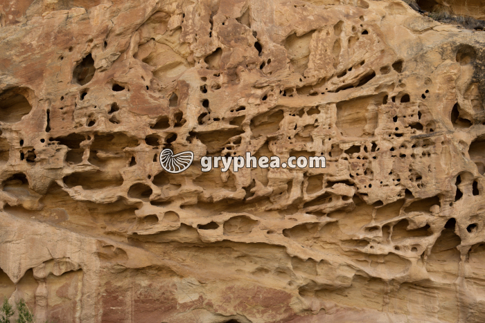 Taffonis - gryphea.org